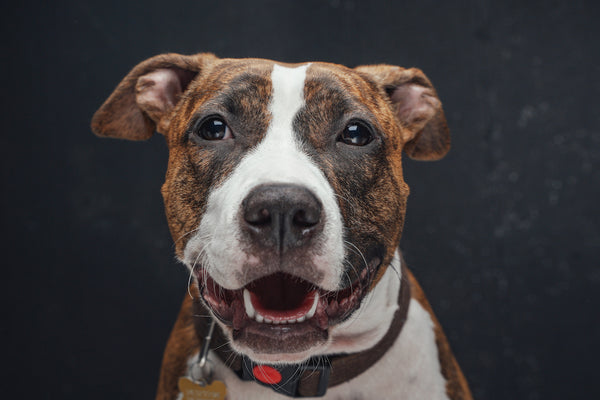 Fröhlicher Staffordshire-Terrier-Hund posiert vor dunklem Hintergrund