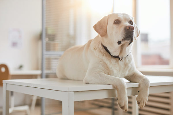Labrador-Hund in der Tierklinik