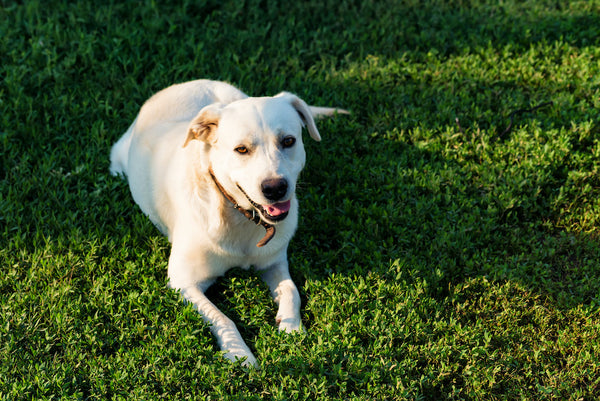 Labrador Retriever liegt auf Gras