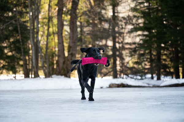 Labrador Retriever apportiert im Winter einen Dummy