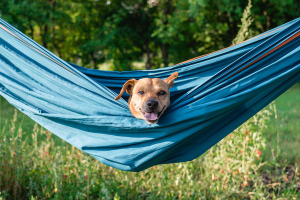 Fauler, süßer, lustiger Hund ruht in der Hängematte in der Natur. Entspannende Zeit für den Hund im Sommerurlaub.