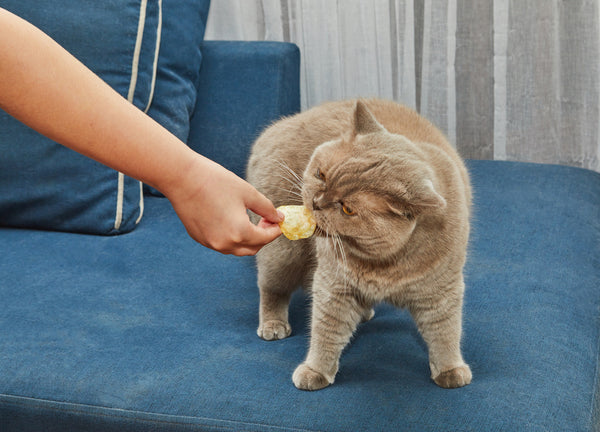 Lilafarbene britische Katze frisst Chips aus den Händen der Gastgeberin