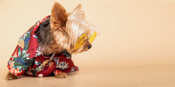 Kleine Yorkshire-Terrier-Hündin mit Sonnenbrille und Hawaiihemd sitzt