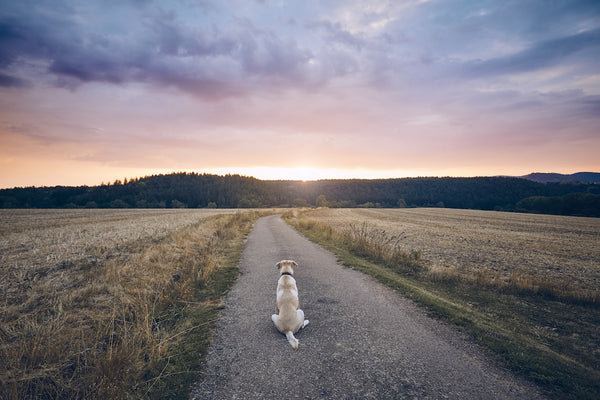 Treuer Hund wartet bei Sonnenuntergang