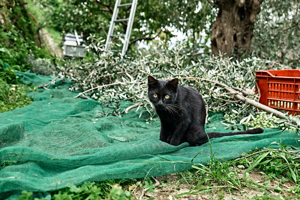 Eine schwarze Katze bei der Olivenernte in einem mediterranen Olivenhain in Sizilien, Italien.