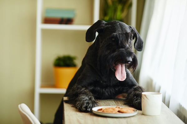 Verwöhnter Hund beim Fressen vom Tisch