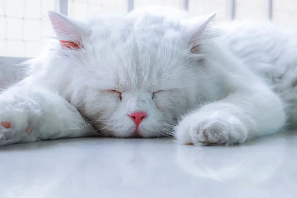 Persische Katze- Perserkatze Weiß