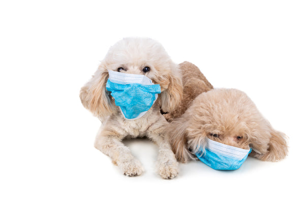 Hundepudel mit Gesichtsmaske zum Schutz vor dem Grippevirus