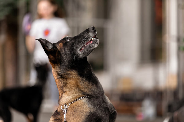 Polizeihund sitzt vor einer Säule