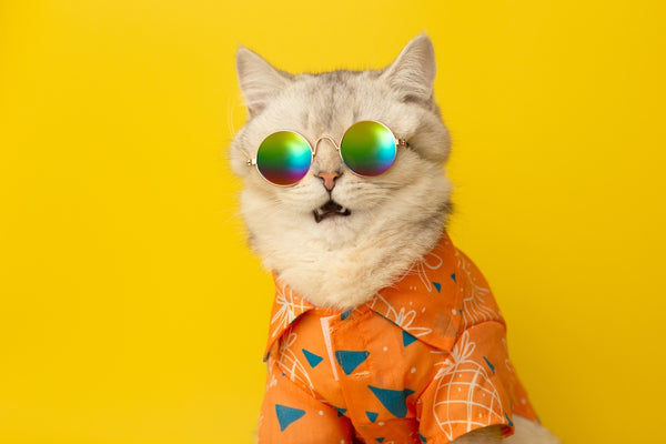 Porträt einer miauenden weißen britischen Katze mit Sonnenbrille und Schi