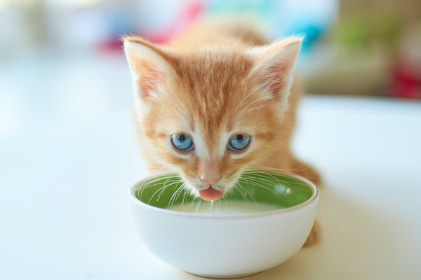 Ein hübsches rotes Kätzchen mit blauen Augen trinkt Milch und blickt in die Kamera