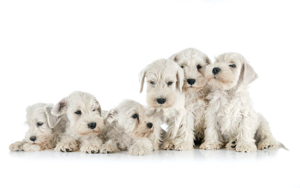 Kleine Wunder: Die Top 10 Der Kleinen Hunderassen