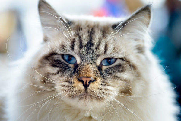 Akromegalie Katze: Ursachen, Symptome Und Behandlung
