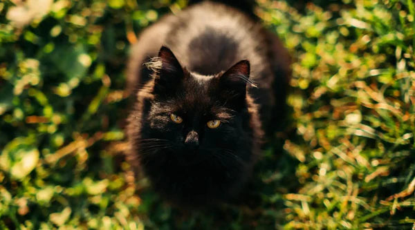 Schwarze Katze: Ragdoll Schwarze