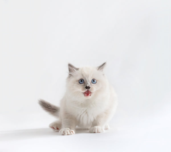 Eine weiße Katze schaut in die Linse und miaut vor weißem Hintergrund