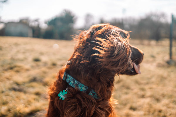 Roter irischer Setterhund im Feld.