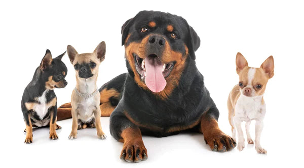 Rottweiler Chihuahua Mix: Eine Seltsame Gemischte Hunderasse