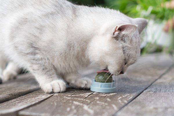Schottisches Kätzchen hat Spaß mit einem Katzenminze-Ballspielzeug