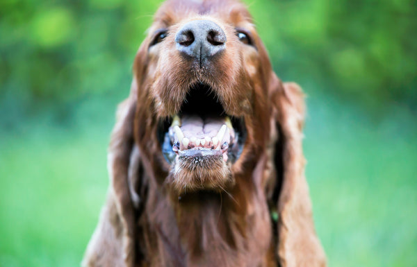 Lächelnder süßer glücklicher Hund zeigt seine Zähne