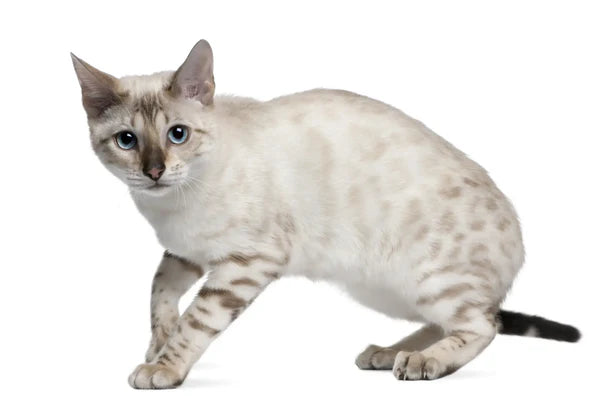 Snow Bengal Katze - Verhalten Wartung Und Gesundhei