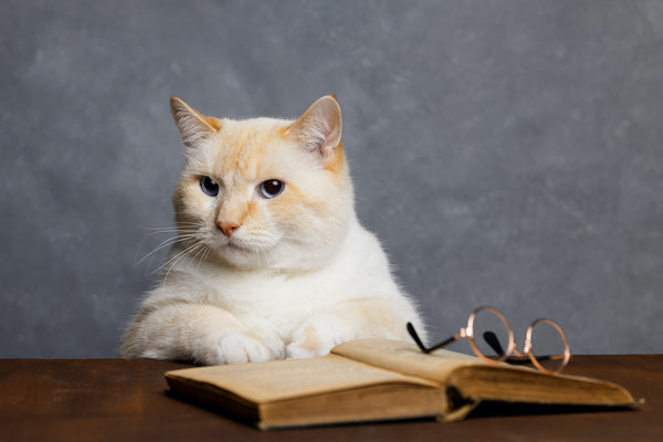 Die Katze mit den blauen Augen denkt über das Buch nach