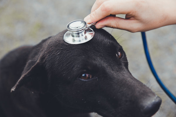Der Tierarzt diagnostiziert einen schwarzen Hund mit Hilfe eines Stethoskops am Kopf des Hundes