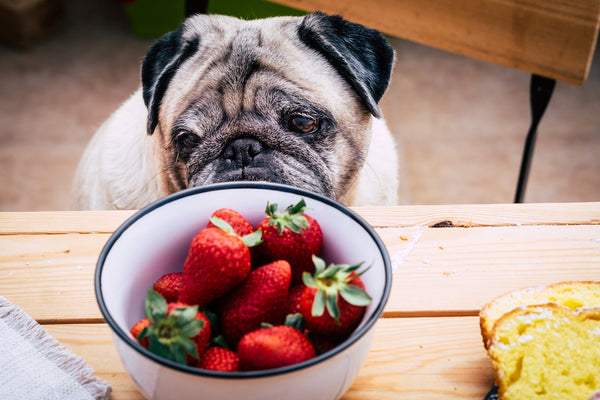 Nachdenklich hübscher Mops Hund vermeidet Blick auf Erdbeeren. Sitzt am Holztisch wie ein Mensch.