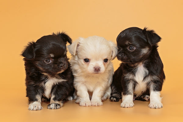 Drei kleine Chihuahua-Welpen