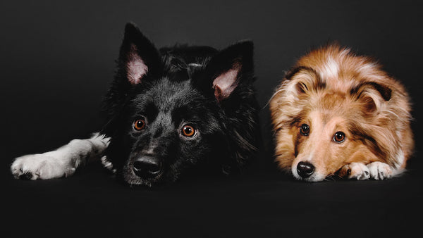 Zwei wunderschöne Hunde der Rasse Border Collie und Sheltie posieren vor einem auffälligen schwarzen Hintergrund