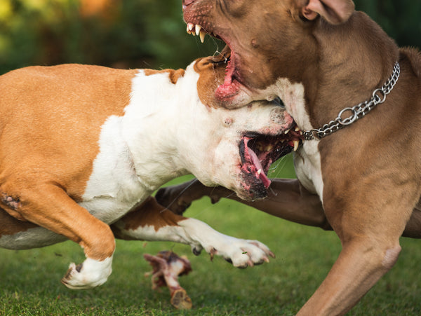 Zwei Hunde, Amstaff Terrier, streiten um Futter.