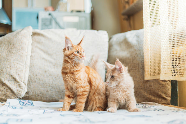 Zwei lustige, neugierige junge Maine-Coon-Kätzchen mit rotem Ingwer sitzen zu Hause auf dem Sofa.