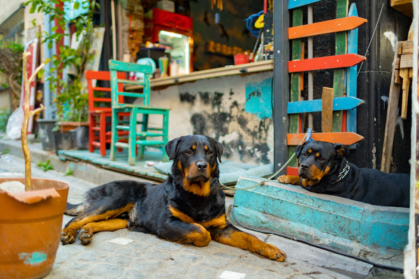 Zwei Rottweiler-Hunde liegen auf der Straße im Stadtteil Balat in Istanbul