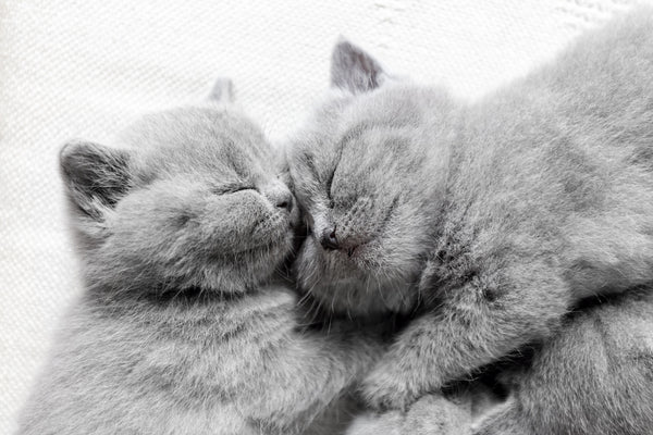 Das Schläfrige Leben Der Katzen: Wie Lange Schlafen Katzen