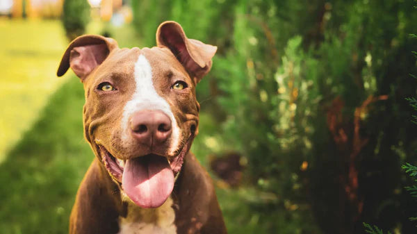 Was Sind Pitbull Hund? 15 Arten Von Pitbulls