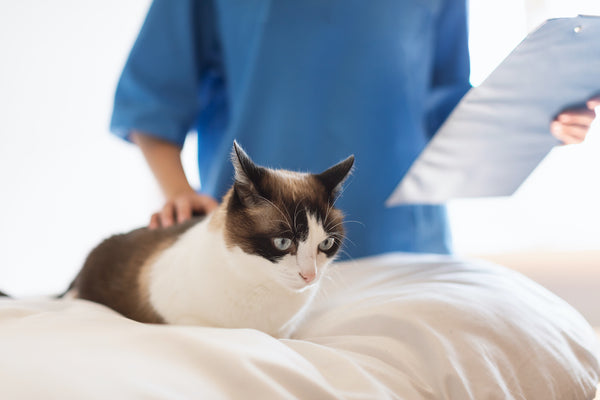 Tierarzt untersucht den Gesundheitszustand der Katze im Tierkrankenhaus im Haus