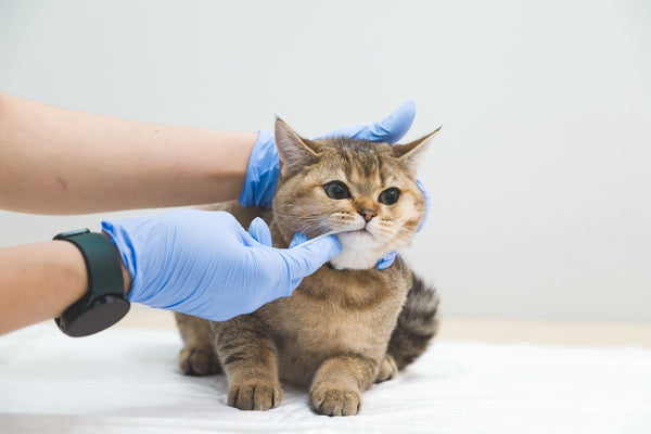 Der Tierarzt nimmt einen Abstrich der Schleimhaut aus dem Maul der Katze