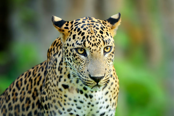 Wandernder Sri Lanka-Leopard, Große gefleckte Wildkatze.