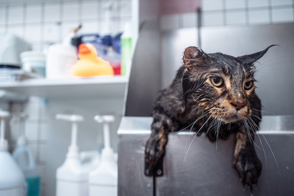 Waschen einer unglücklichen Katze. Die Katze läuft vor dem Wasser weg.