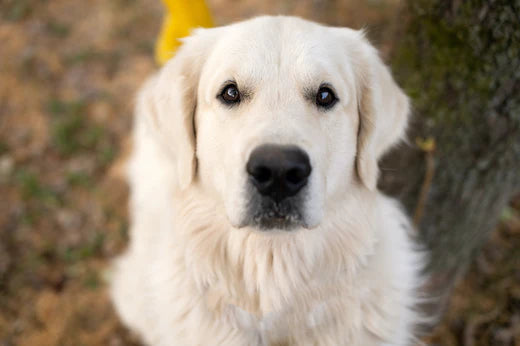 Weißer Labrador Golden Retriever blickt in die Kamera