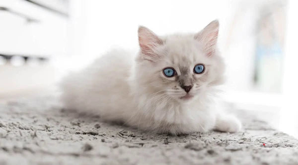 Entdecken Sie Die Weisse Ragdoll Katze
