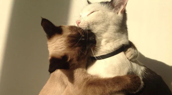 Zwei Katzen, eine helle und eine dunkle, umarmen und lecken sich
