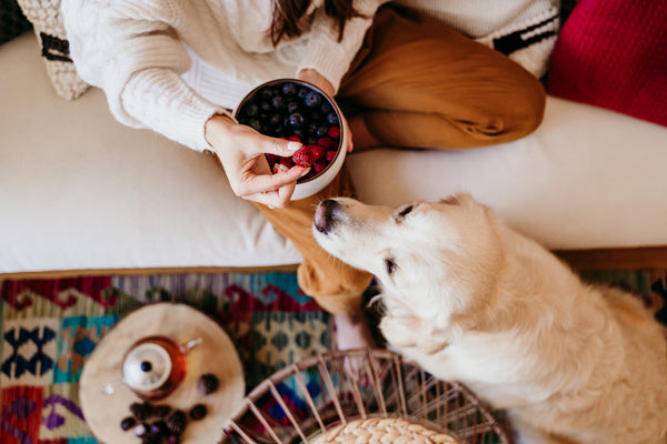 Frau hält Schüssel mit Obst zu Hause beim Frühstück und Golden Retriever Hund daneben. 
