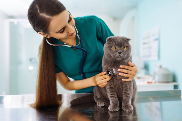 Tierärztin untersucht Katze auf Tisch in Tierklinik. Medizin Behandlung von Haustieren.