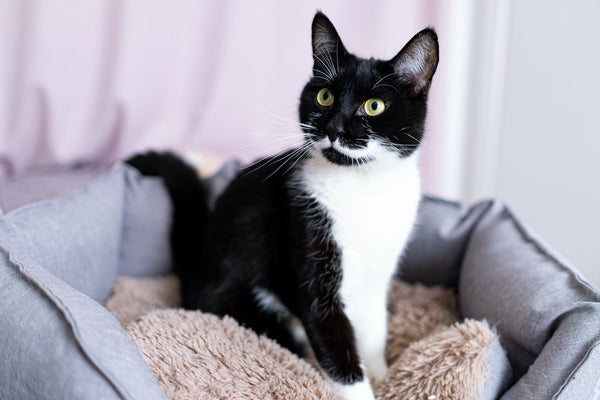 Auf dem Katzenbett sitzt eine junge schwarze Katze mit weißem Schnurrbart und gelben Augen.