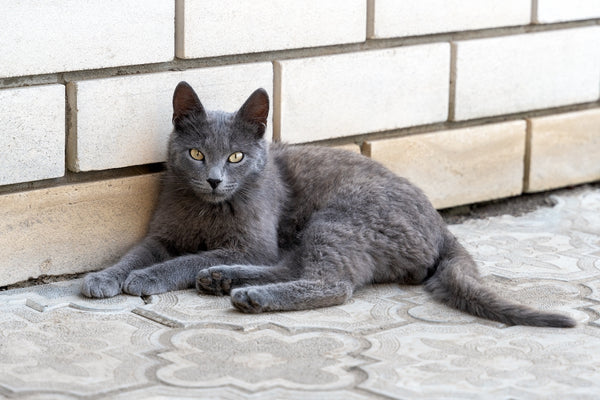 Junge graue Katzenrasse Russian Blue liegt und entspannt auf dem Bürgersteig in der Nähe des Hauses.