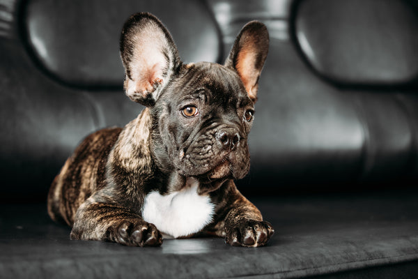 Junger kleiner schwarzer französischer Bulldogge-Hundewelpe liegt auf dem Sofa, schwarzer Hintergrund.