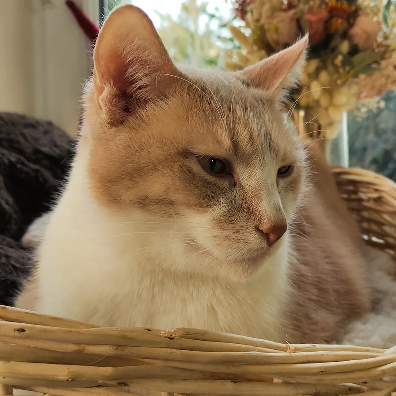 Das Petguin Katzenkorb Weide ist ein Luxus-Katzenbett, in dem sich Ihre Katze wie eine Katze im Innen- und Außenbereich fühlt.