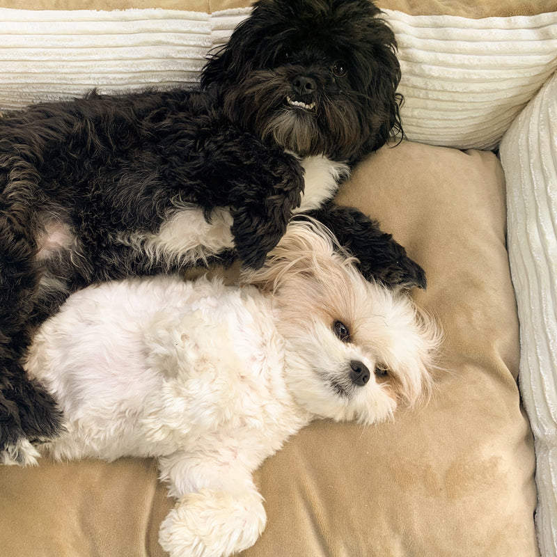 Paris Hundebett Orthopädisches, XXL-Hundebetten sind für Ihren Hund geeignet. Sie sind so konzipiert, dass sich Ihr bester Freund in seinem neuen Bett wie zu Hause fühlt.
